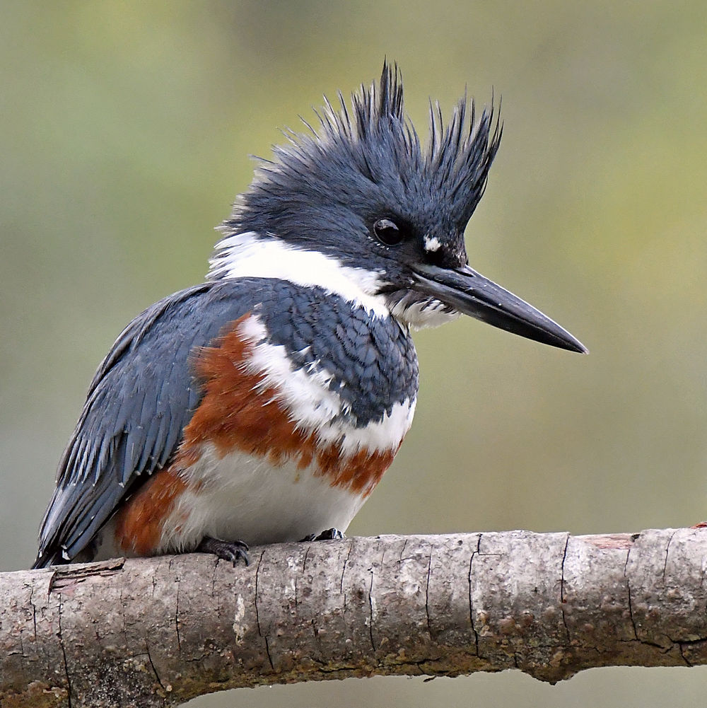 Kingfisher5.jpg
