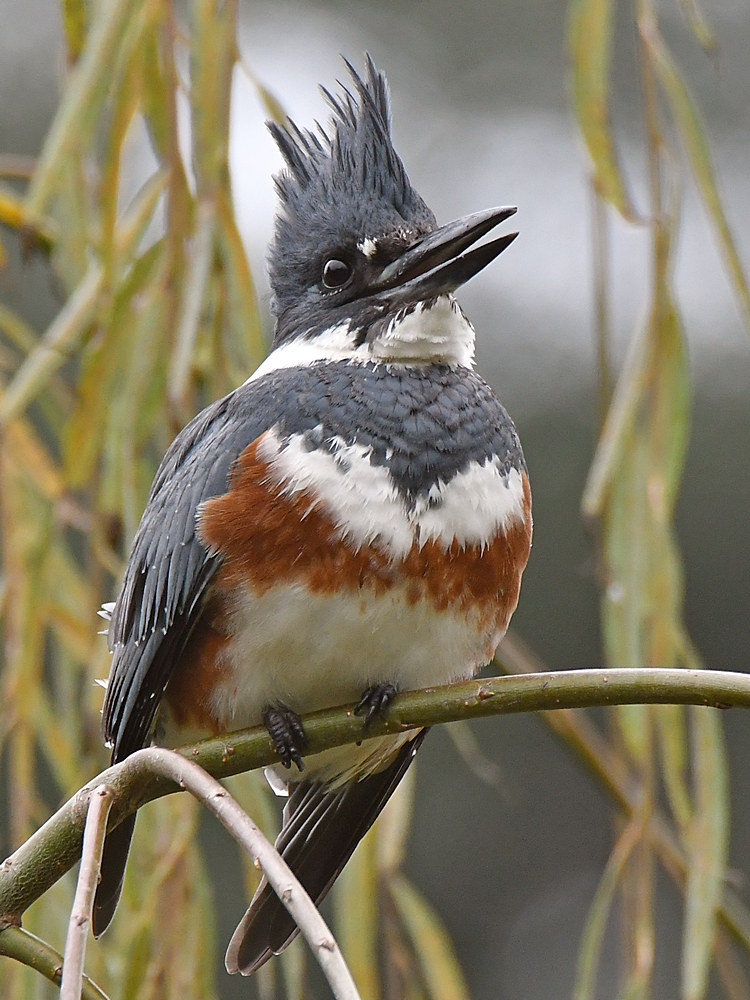 Kingfisher5.jpg