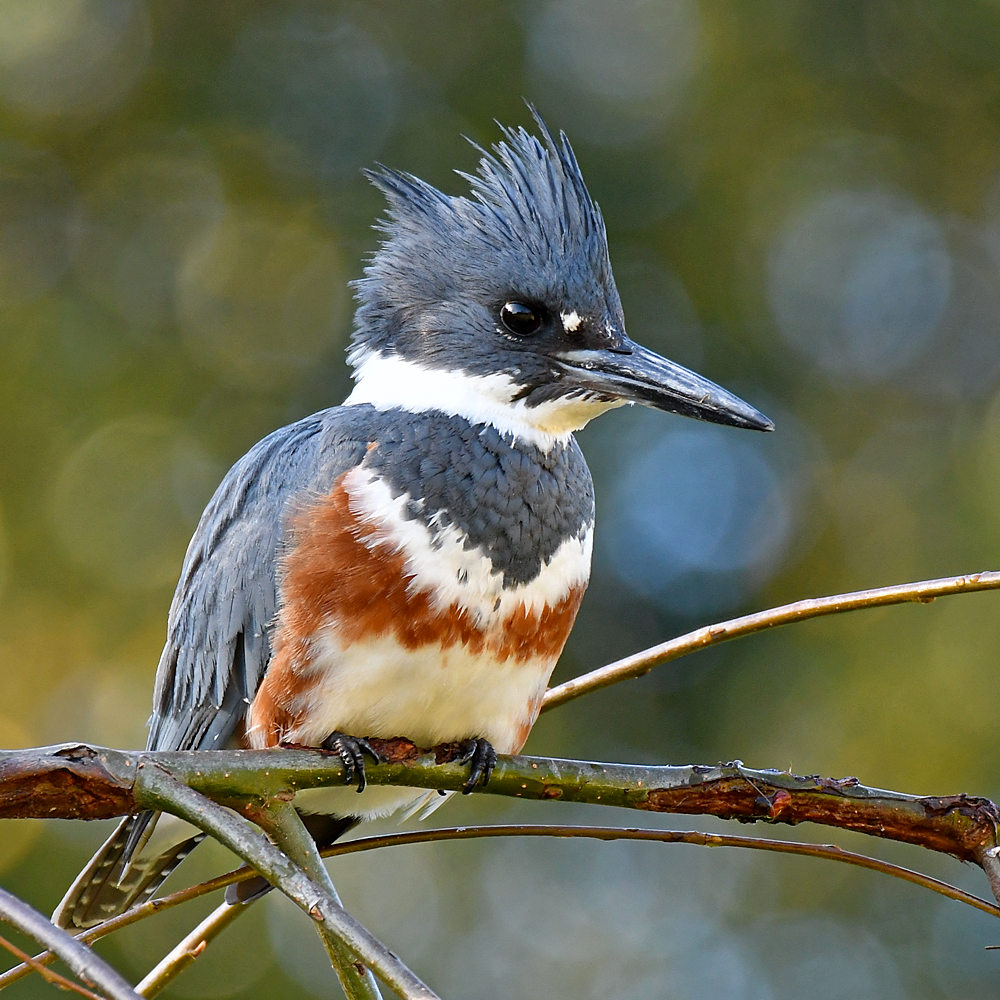 Kingfisher5.jpg