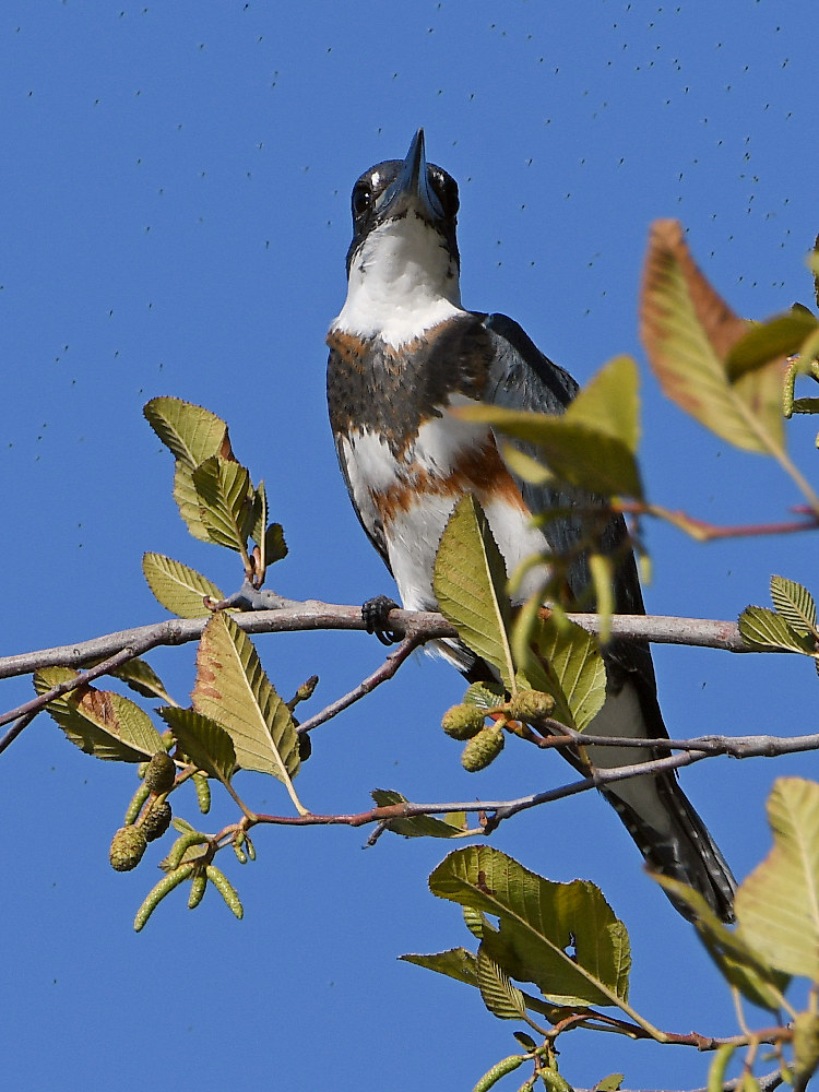 Kingfisher5.jpg
