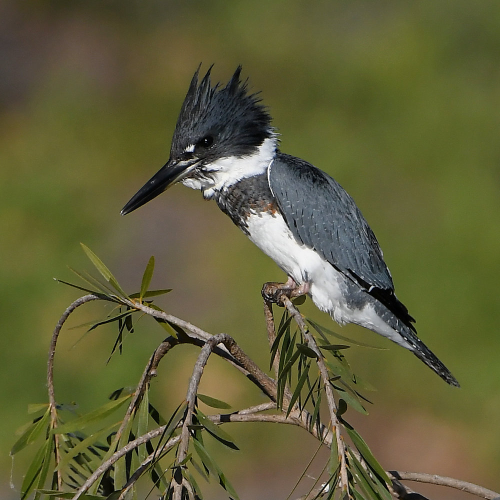 Kingfisher5.jpg