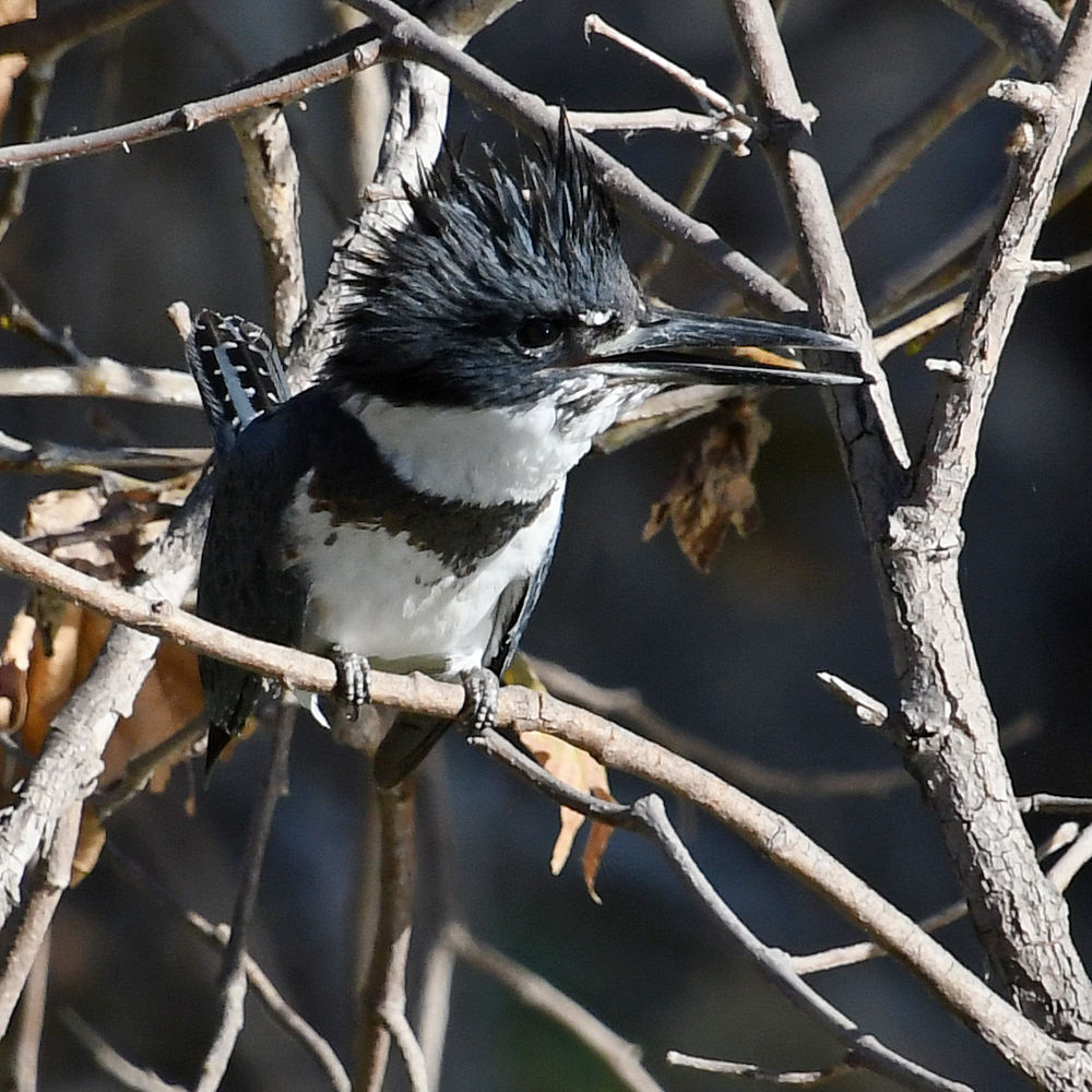 Kingfisher5.jpg