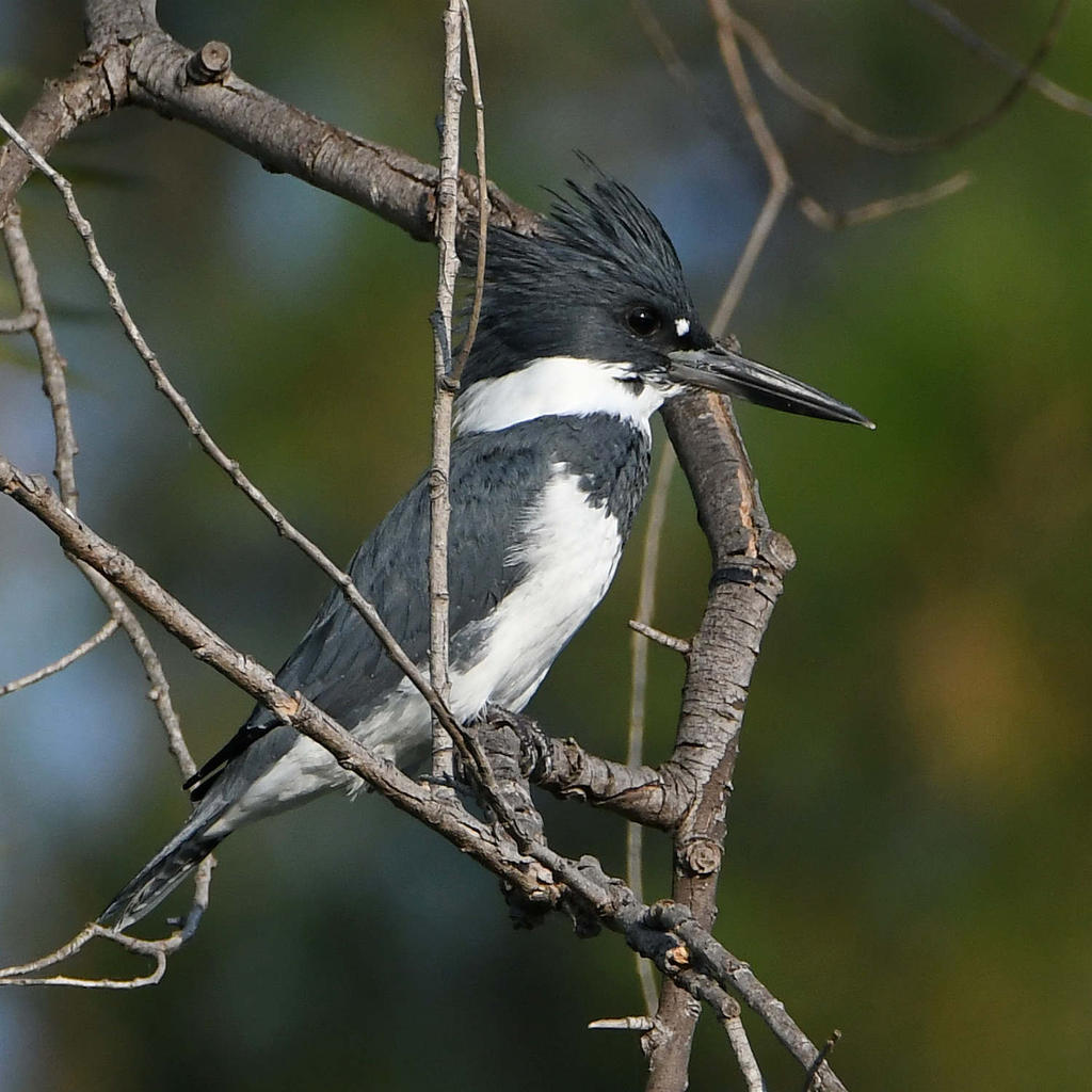 Kingfisher5.jpg