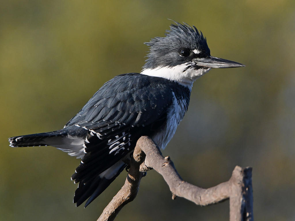 Kingfisher5.jpg