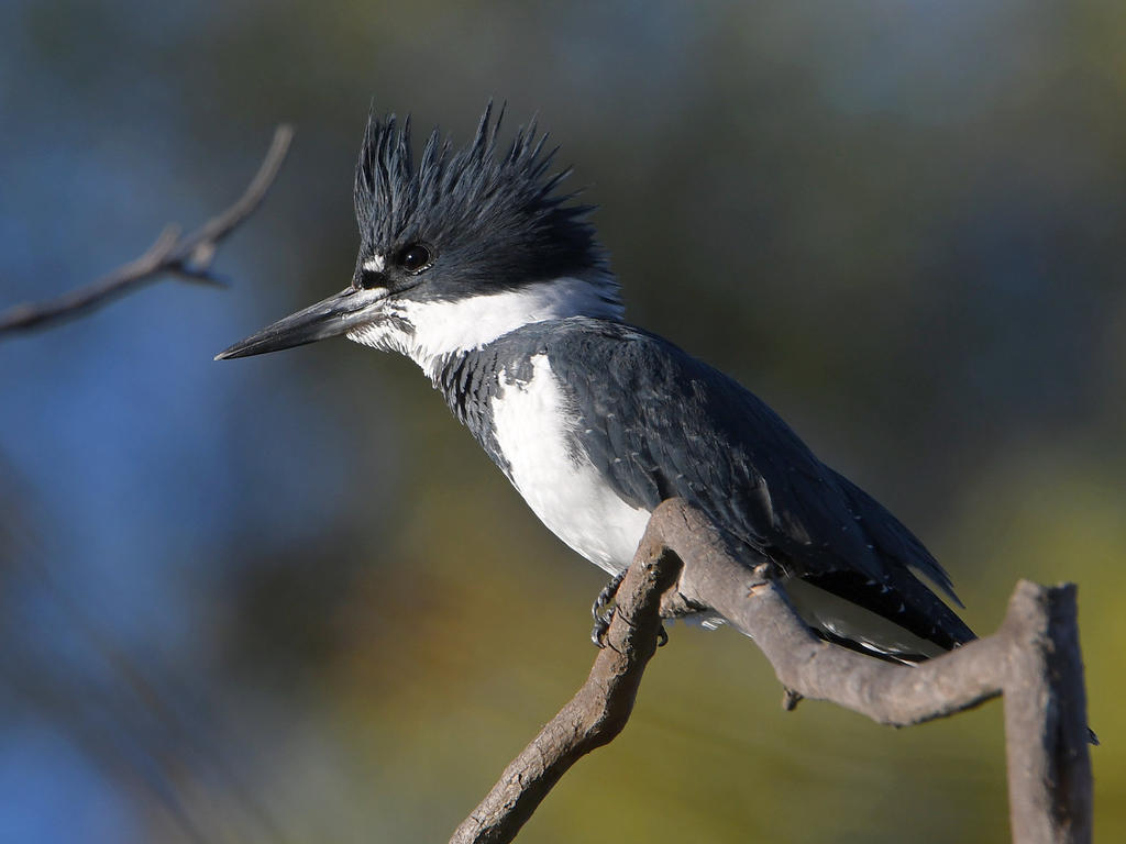 Kingfisher5.jpg