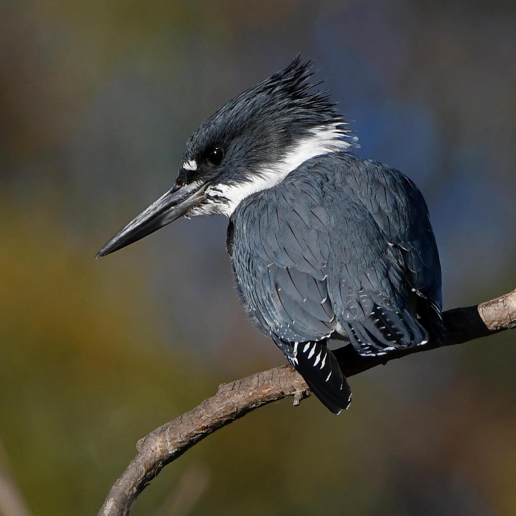Kingfisher5.jpg
