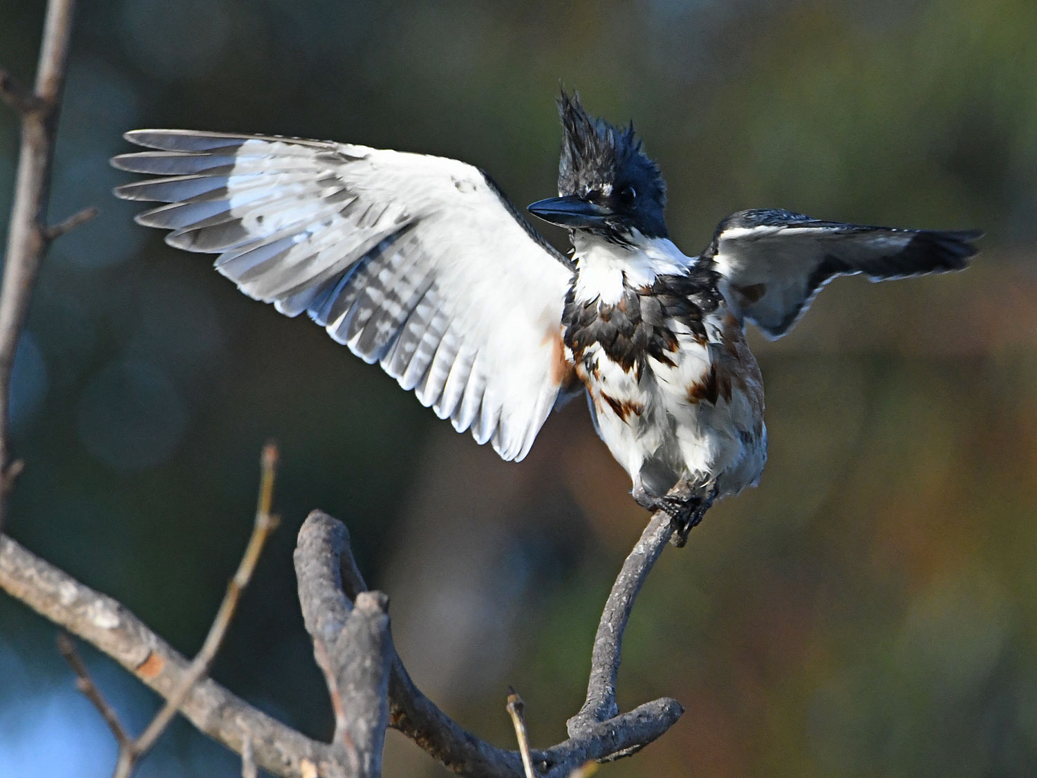 Kingfisher5.jpg