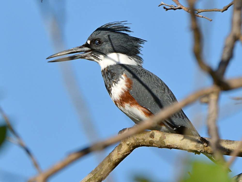 Kingfisher6.jpg