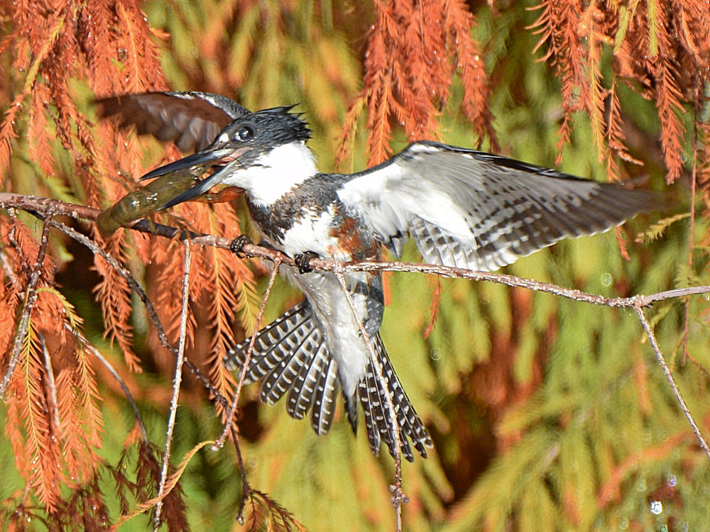 Kingfisher6.jpg