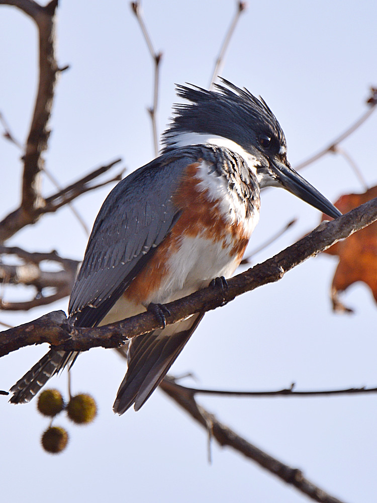 Kingfisher6.jpg