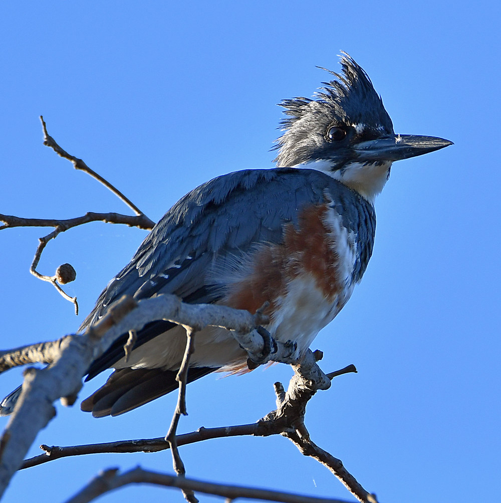 Kingfisher6.jpg