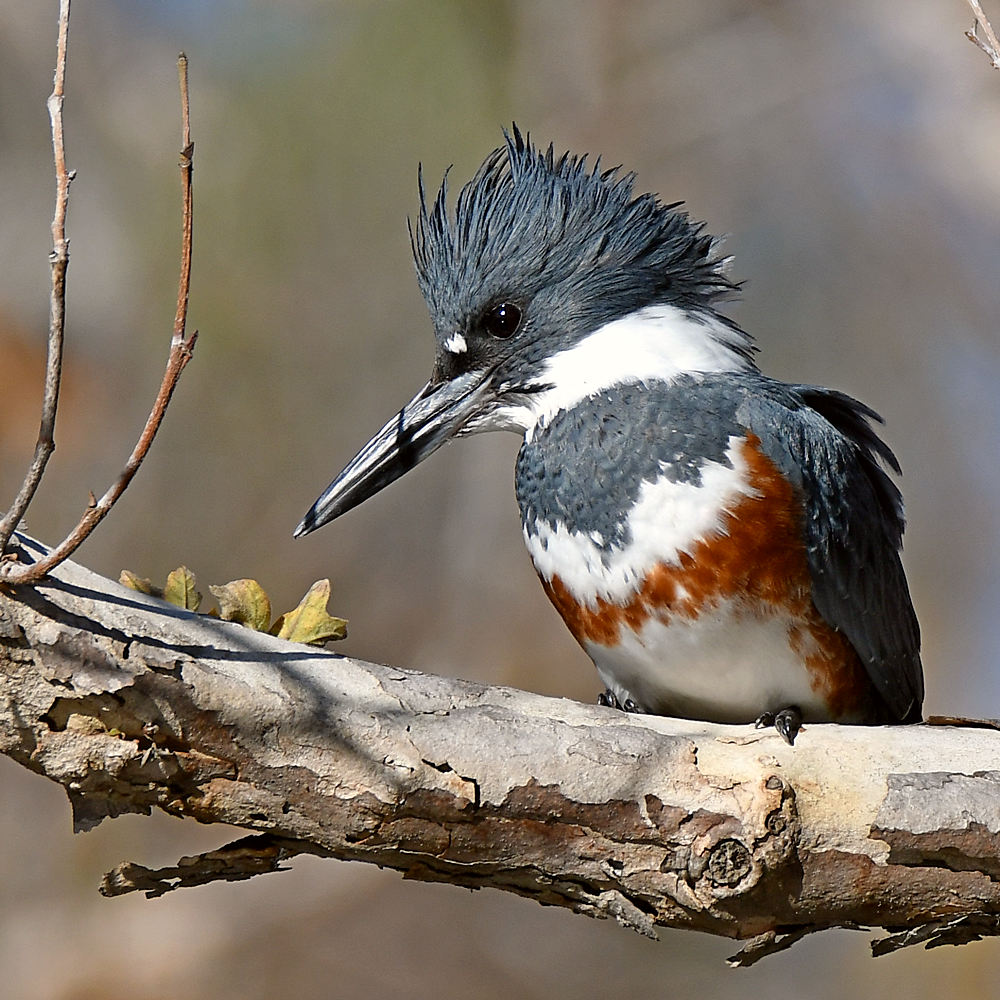 Kingfisher6.jpg