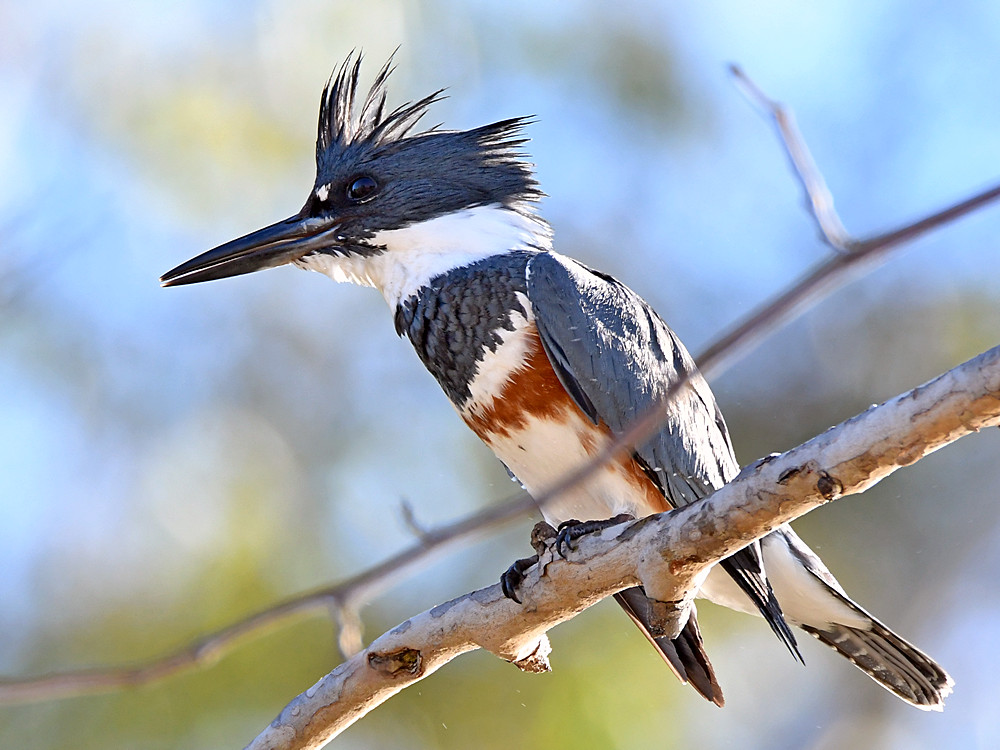 Kingfisher6.jpg