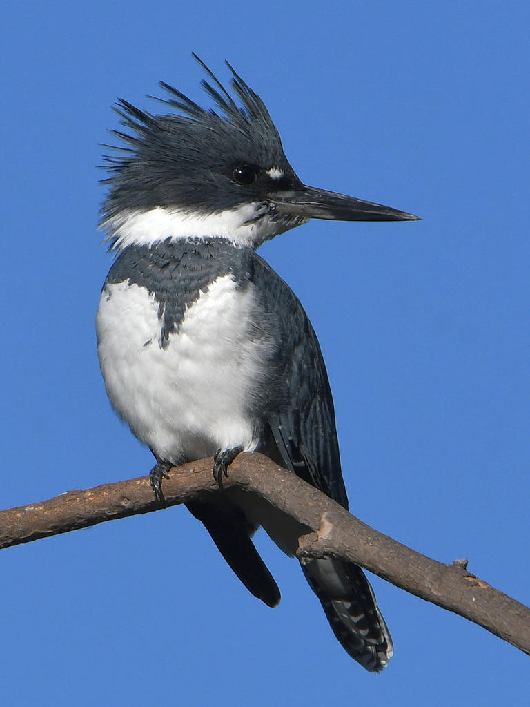 Kingfisher6.jpg