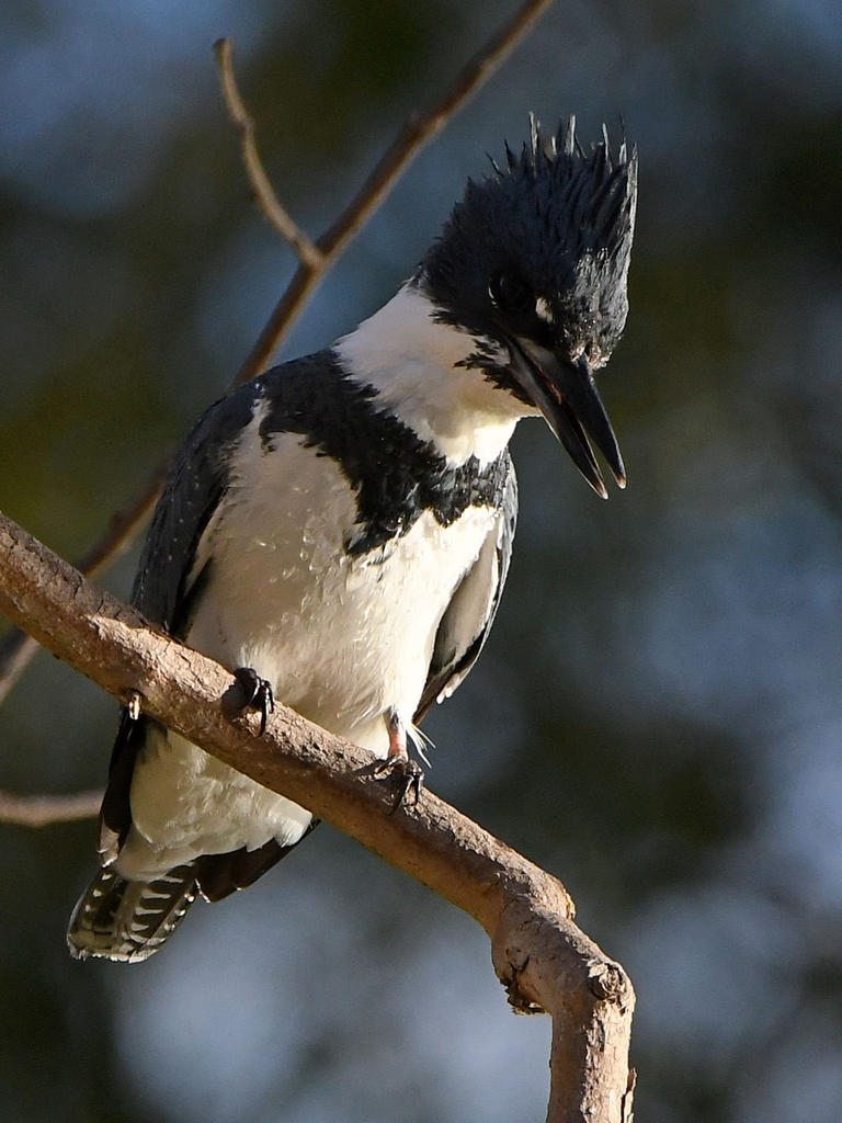 Kingfisher6.jpg