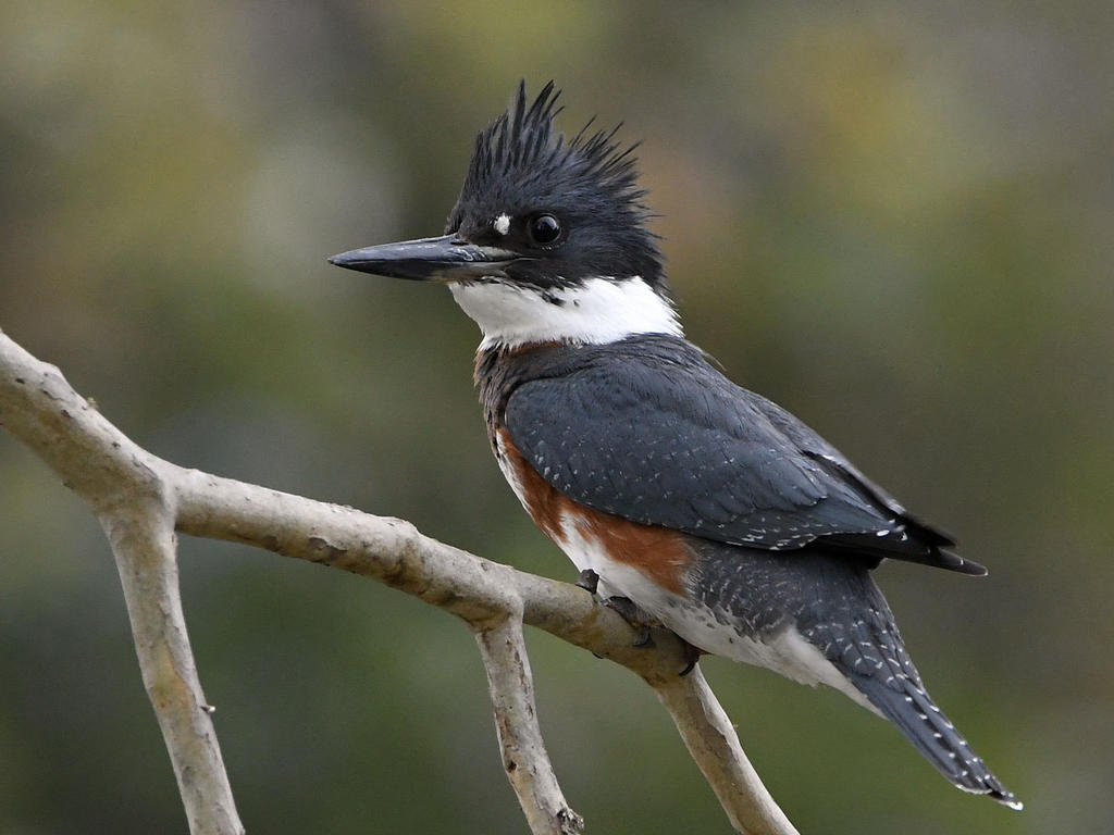 Kingfisher6.jpg