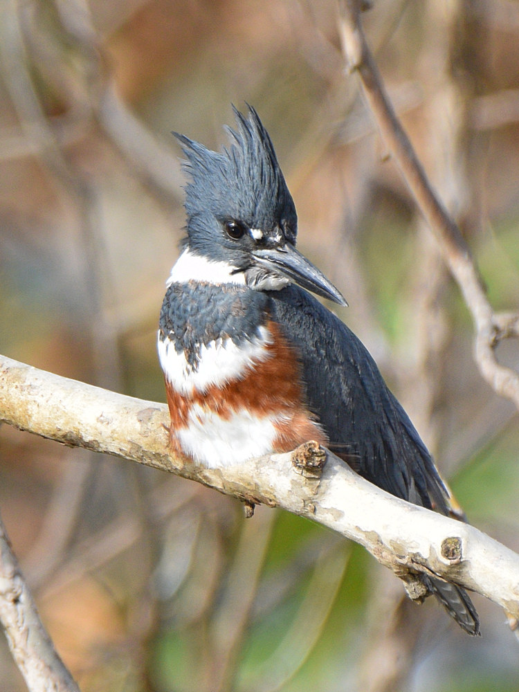 Kingfisher7.jpg