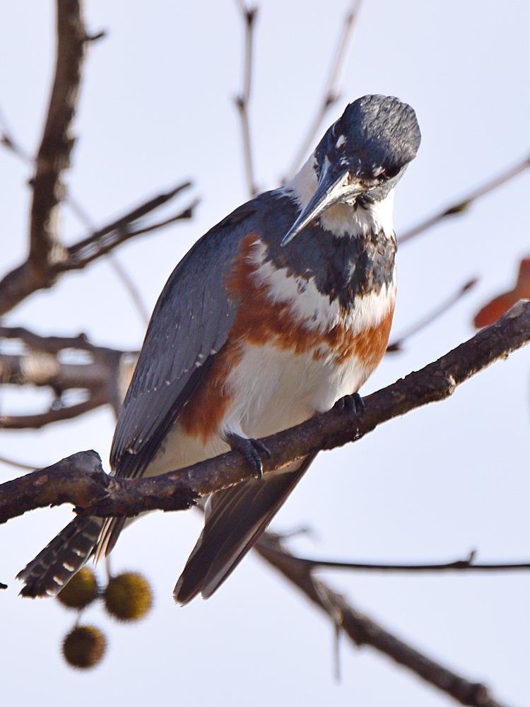 Kingfisher7.jpg