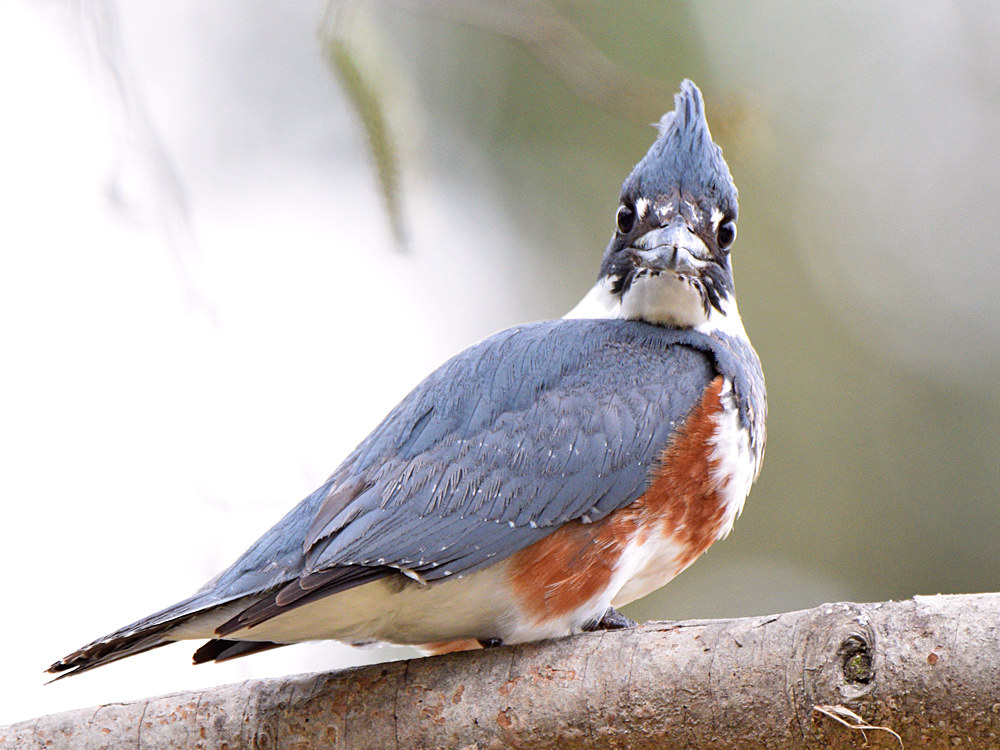 Kingfisher7.jpg