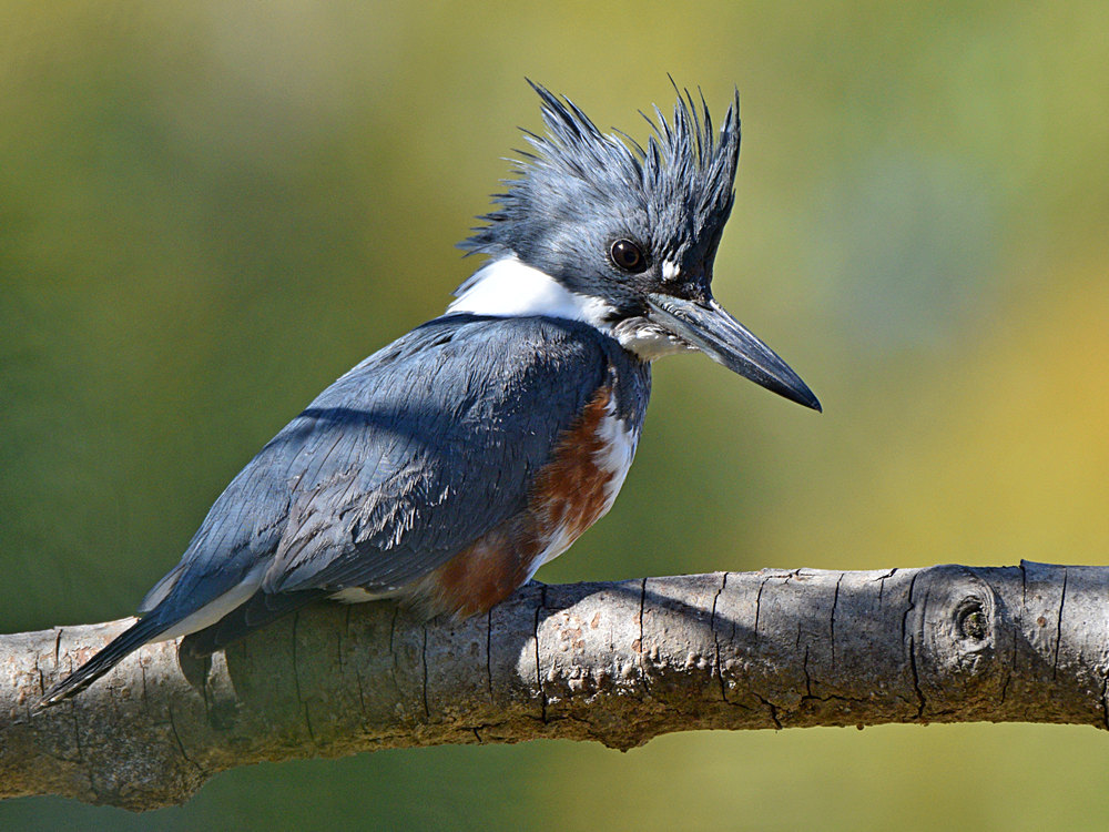 Kingfisher7.jpg