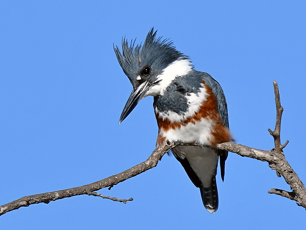 Kingfisher7.jpg