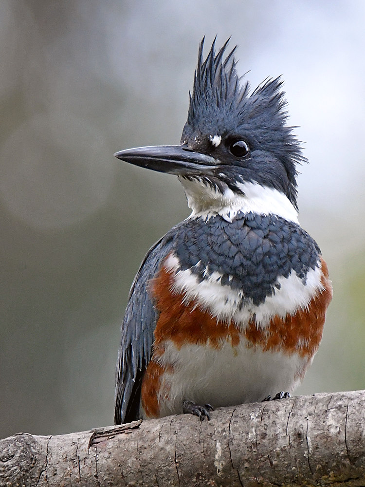 Kingfisher7.jpg
