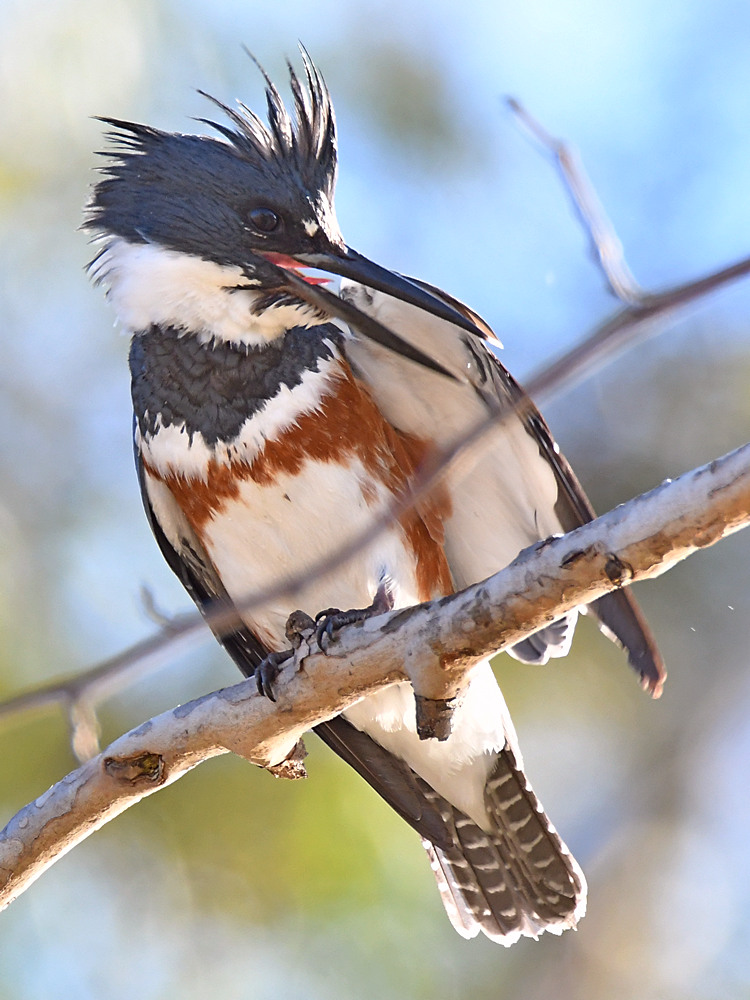 Kingfisher7.jpg