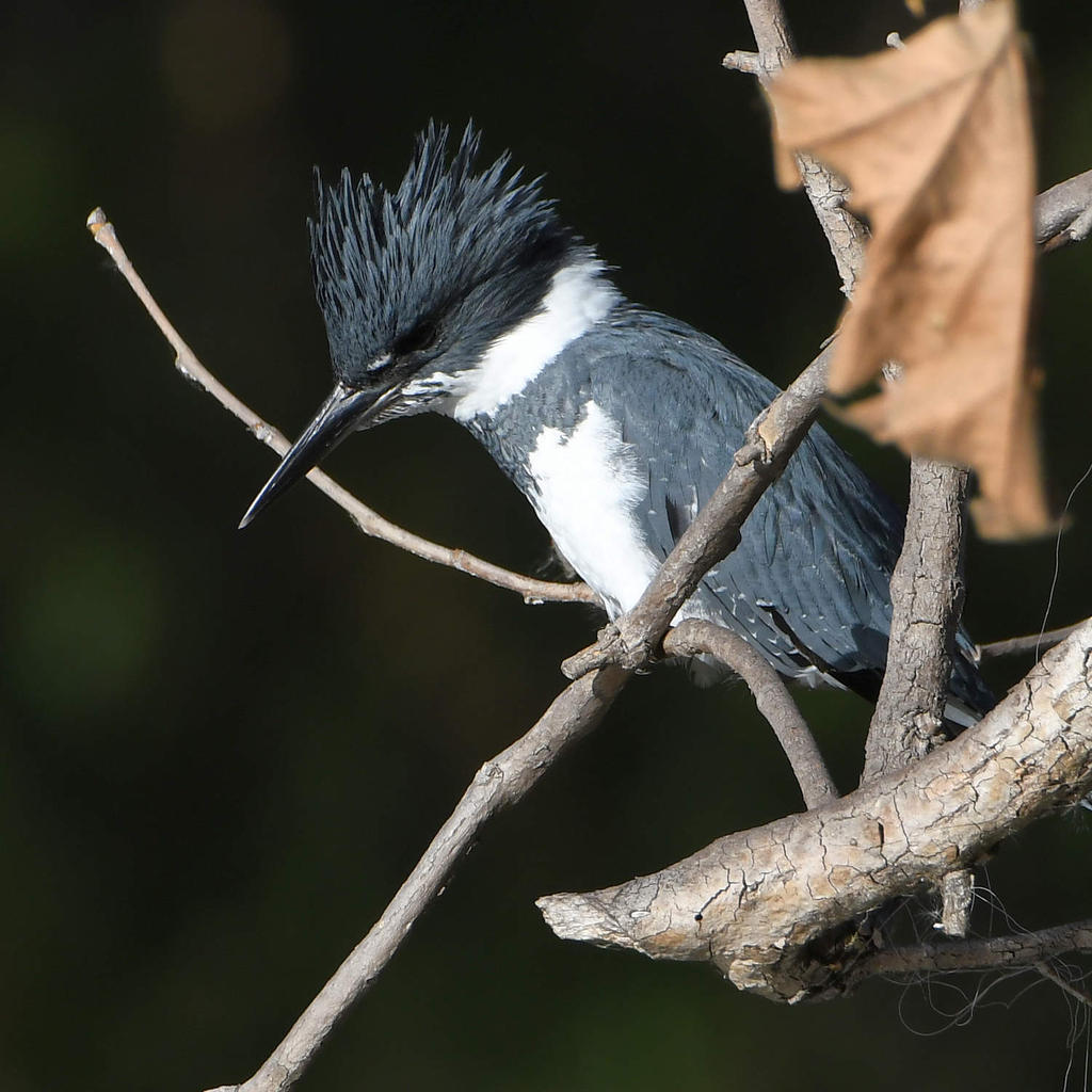 Kingfisher7.jpg