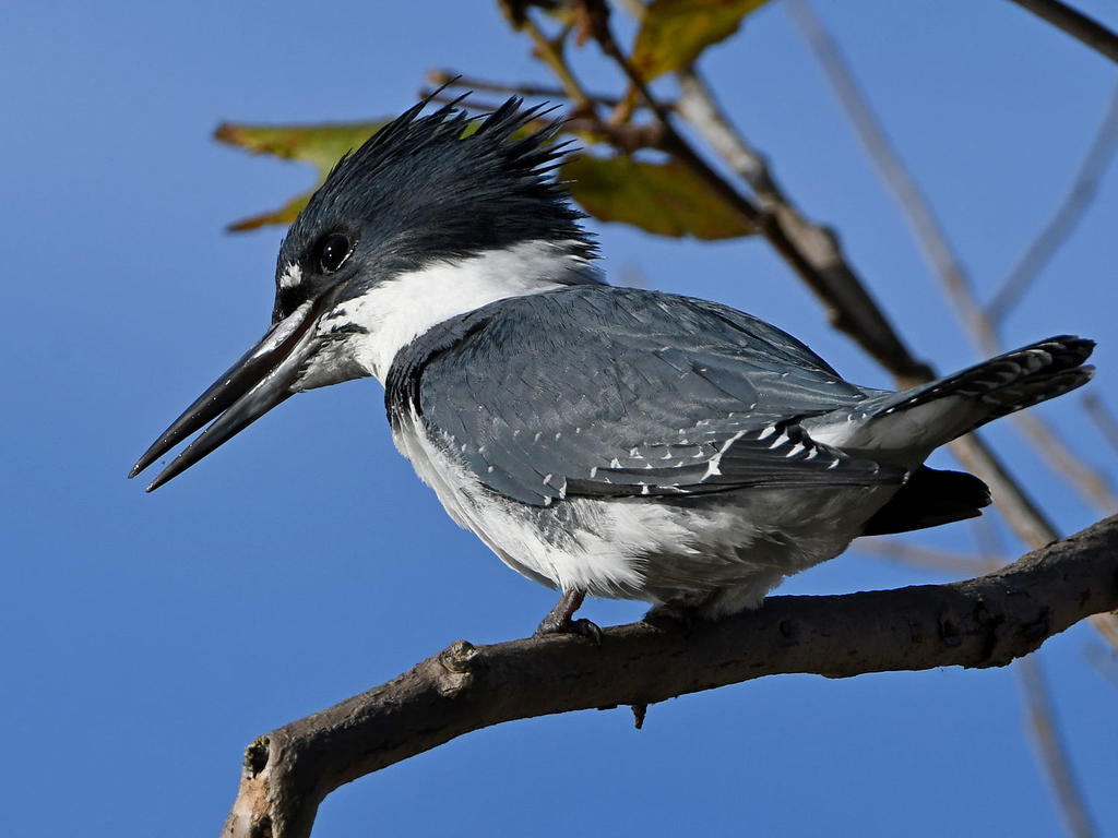 Kingfisher7.jpg