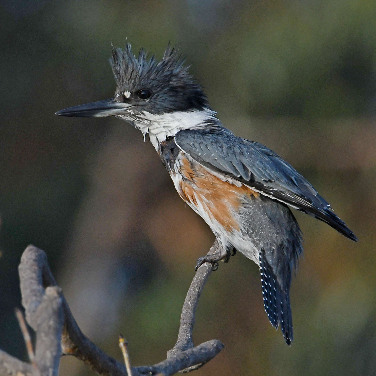 Kingfisher7.jpg