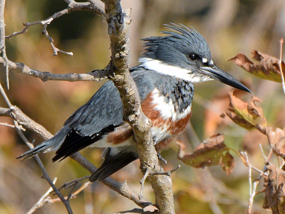 Kingfisher8.jpg