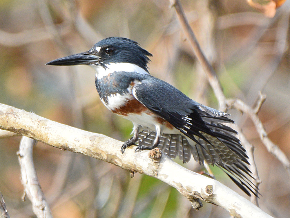 Kingfisher8.jpg