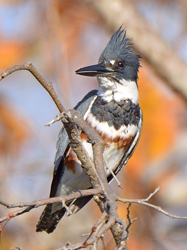 Kingfisher8.jpg
