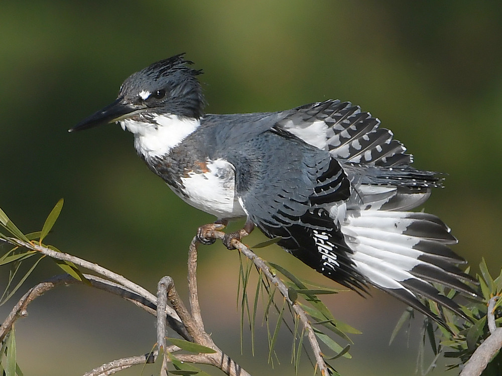 Kingfisher8.jpg