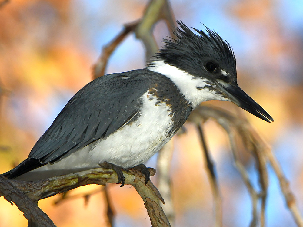 KingFisher8.jpg