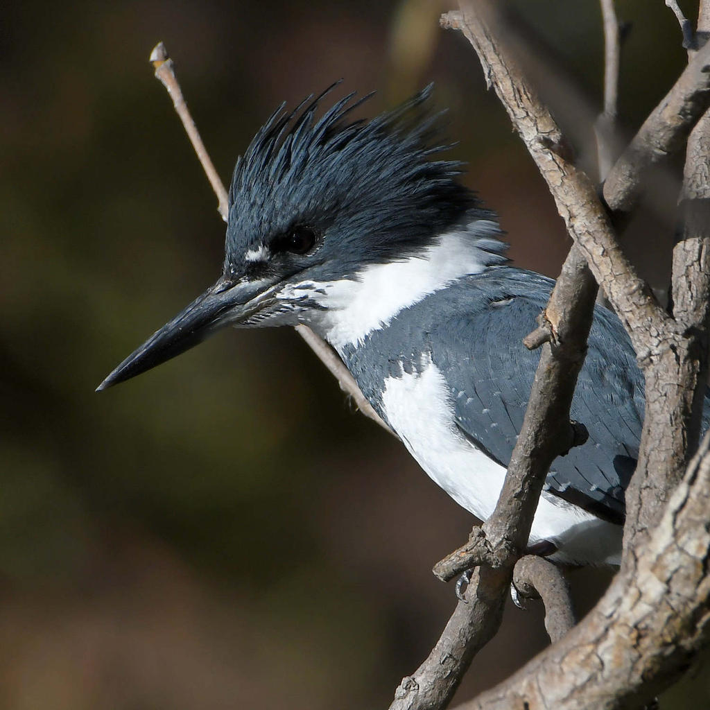 Kingfisher8.jpg