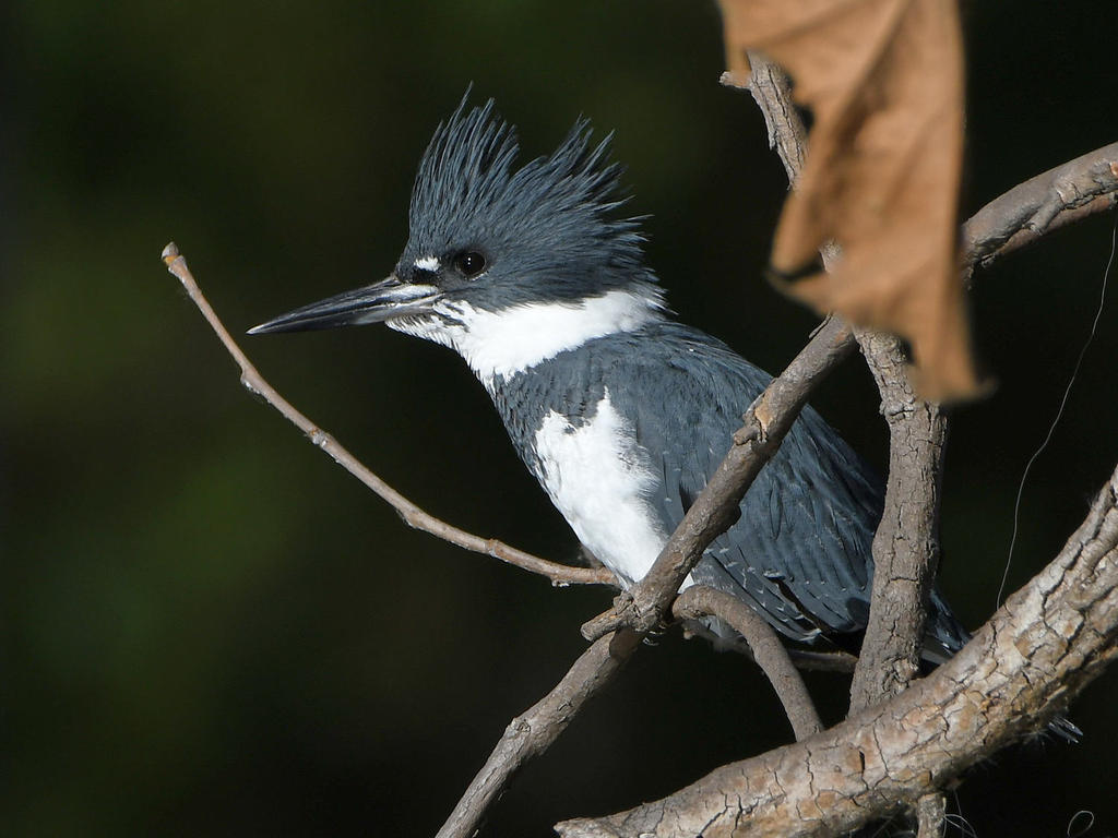 Kingfisher8.jpg