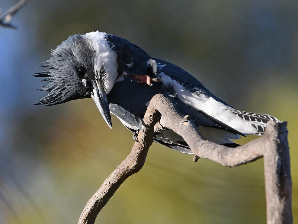 Kingfisher8.jpg