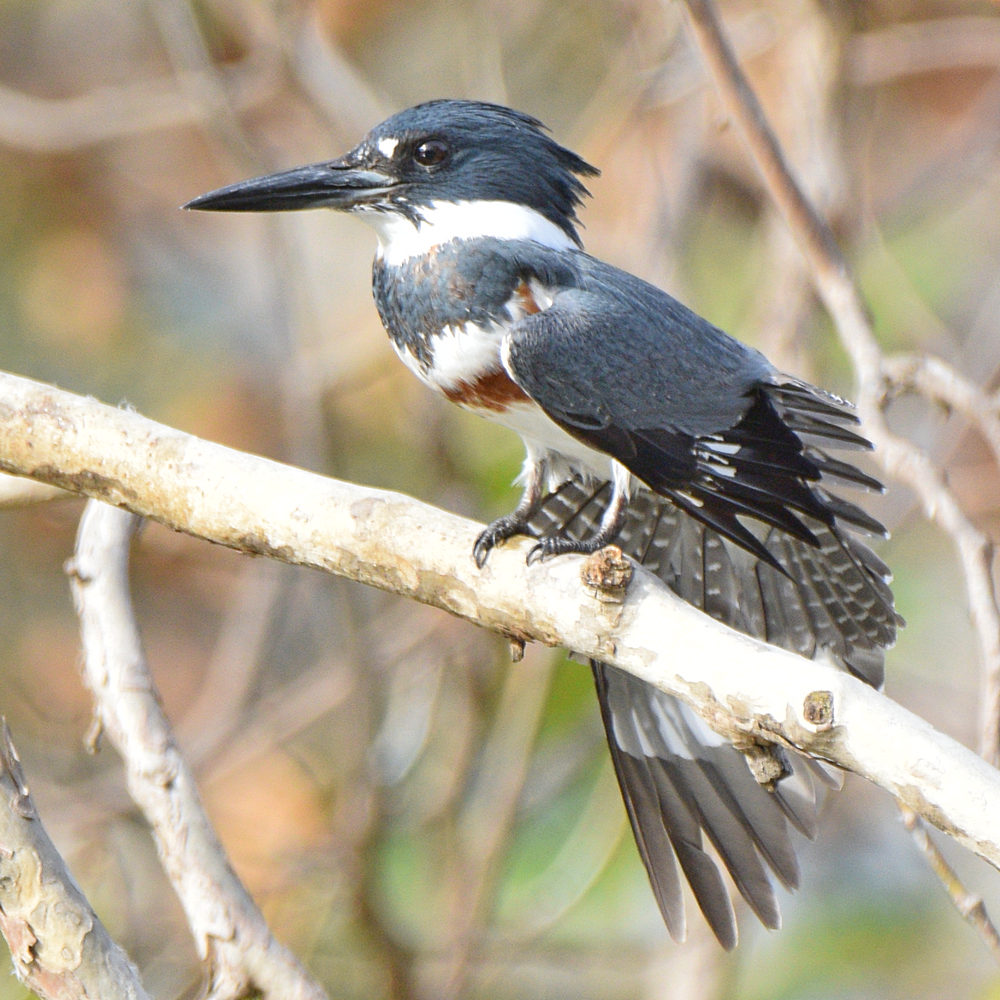 Kingfisher9.jpg