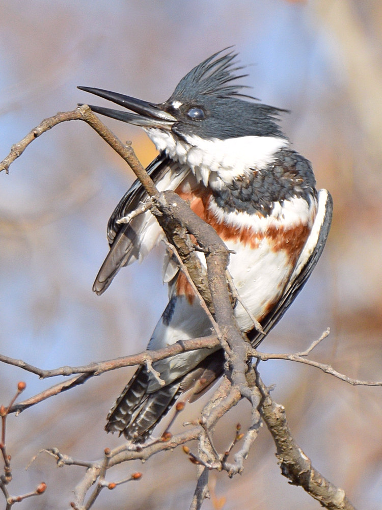 Kingfisher9.jpg
