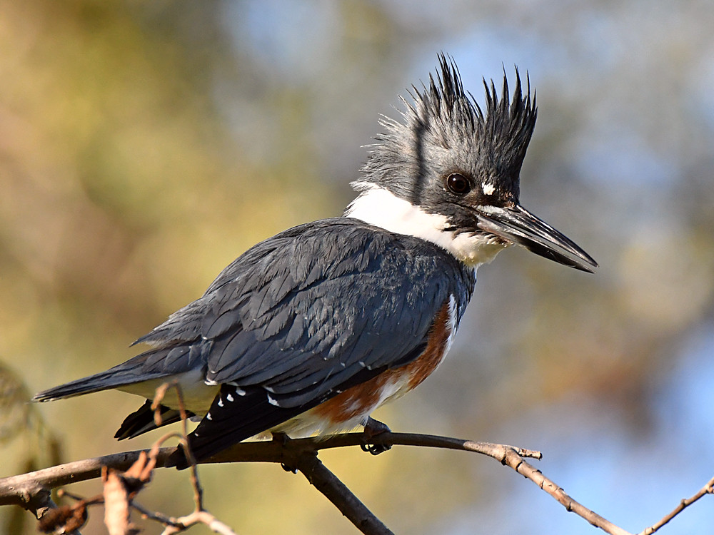 Kingfisher9.jpg