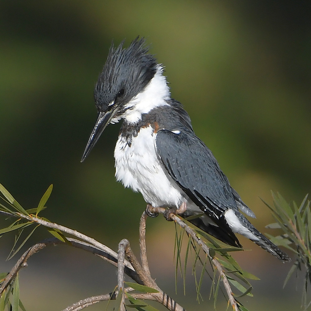 Kingfisher9.jpg