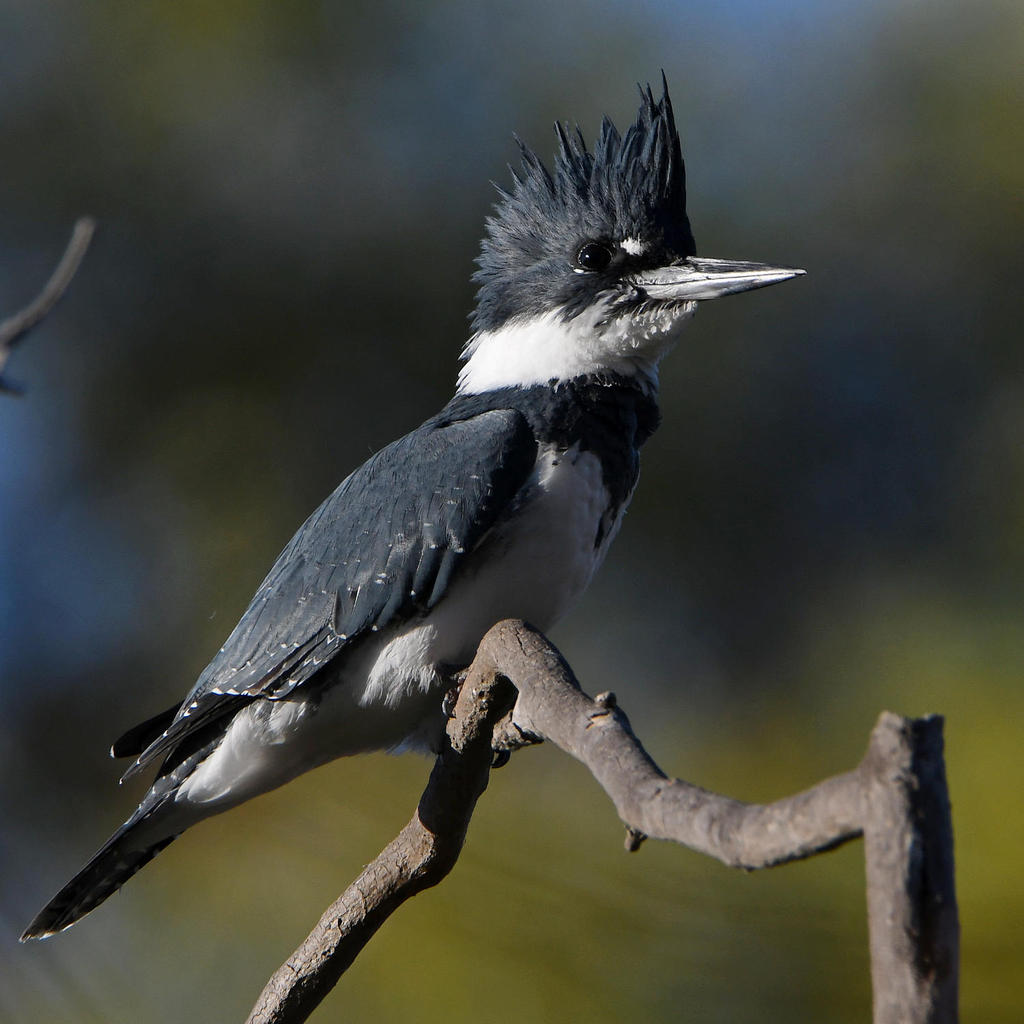 Kingfisher9.jpg
