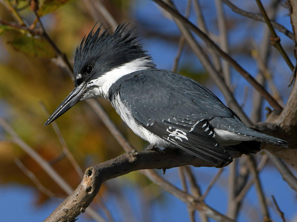 Kingfisher9.jpg