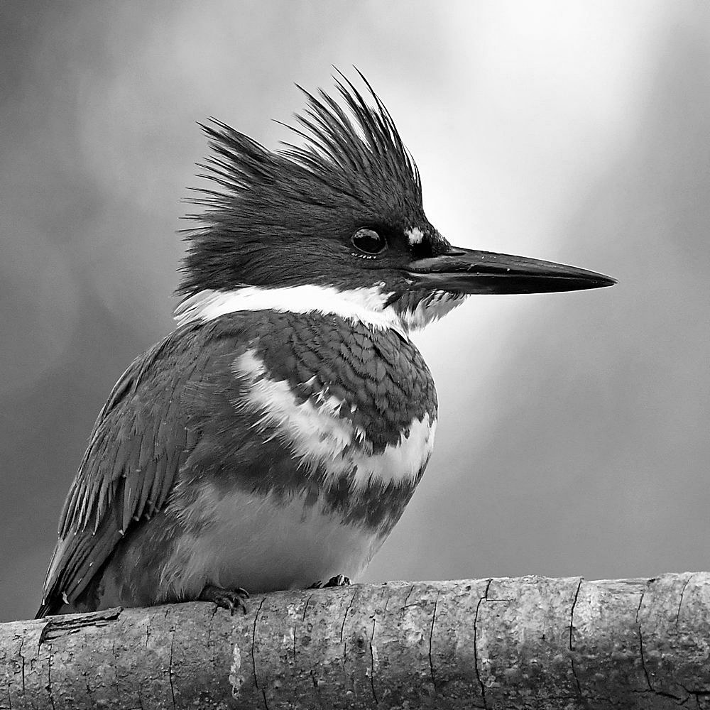 KingfisherBW.jpg