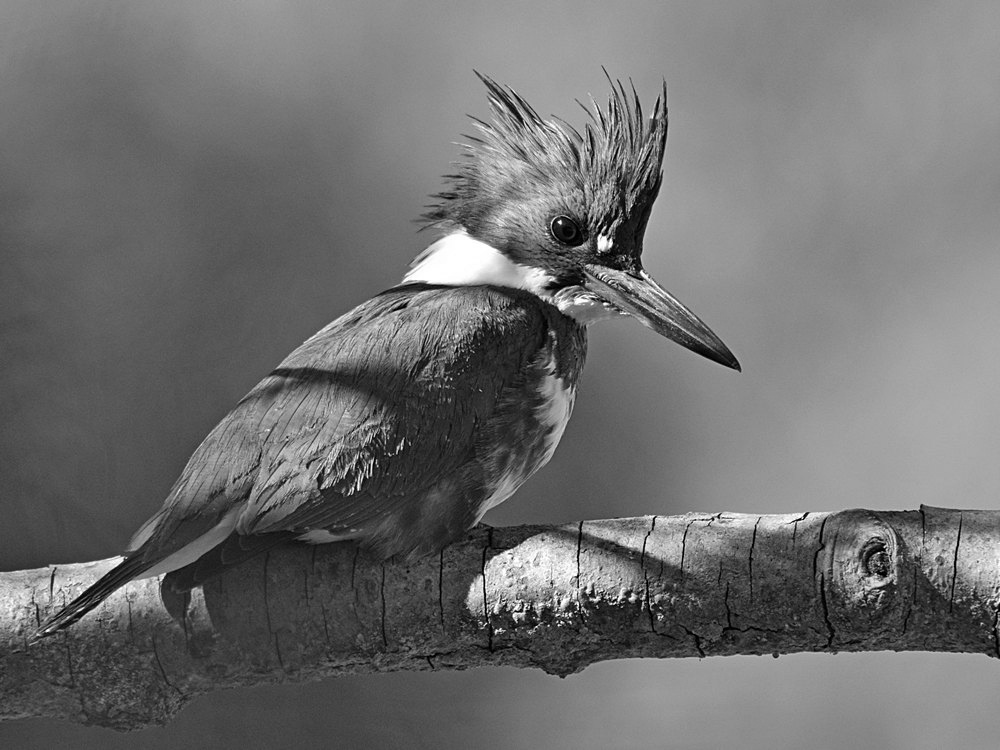KingfisherBW2.jpg