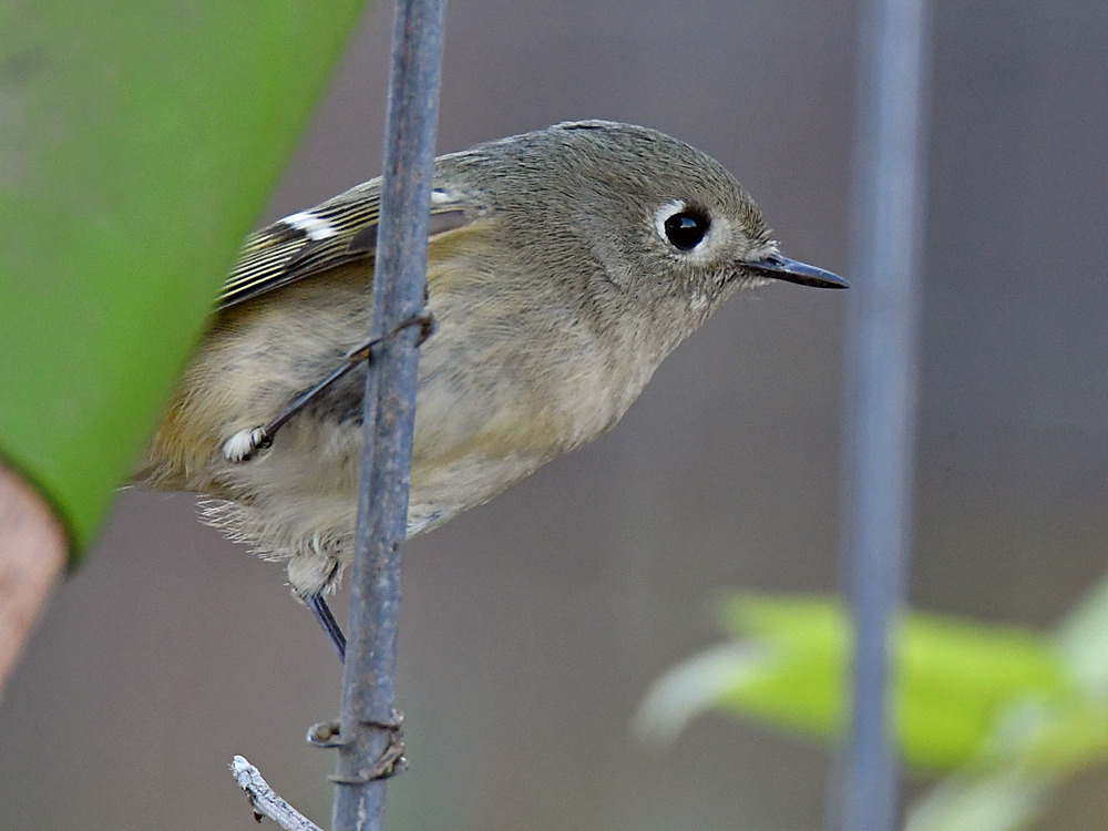 Kinglet.jpg