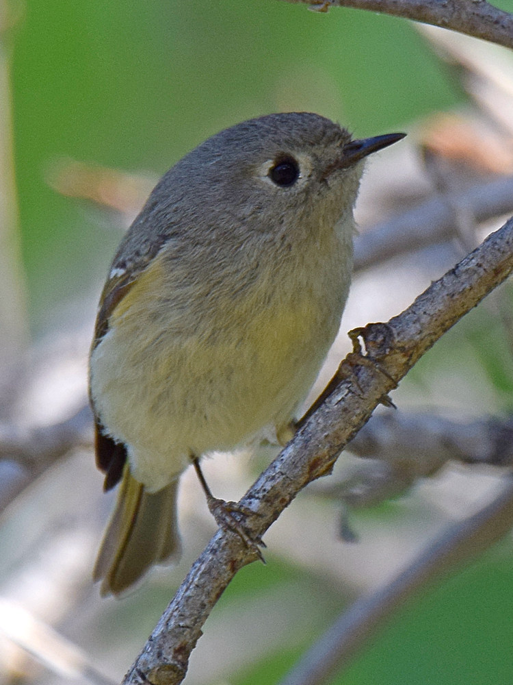 Kinglet2.jpg