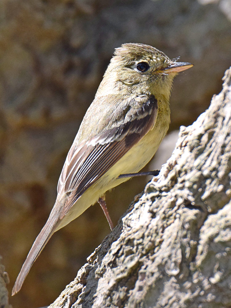 Kinglet2.jpg