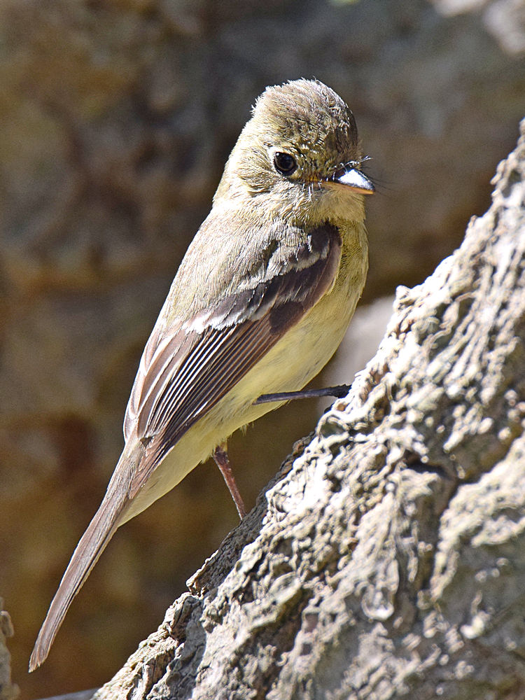 Kinglet3.jpg